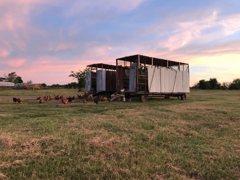 Chicken Buyers