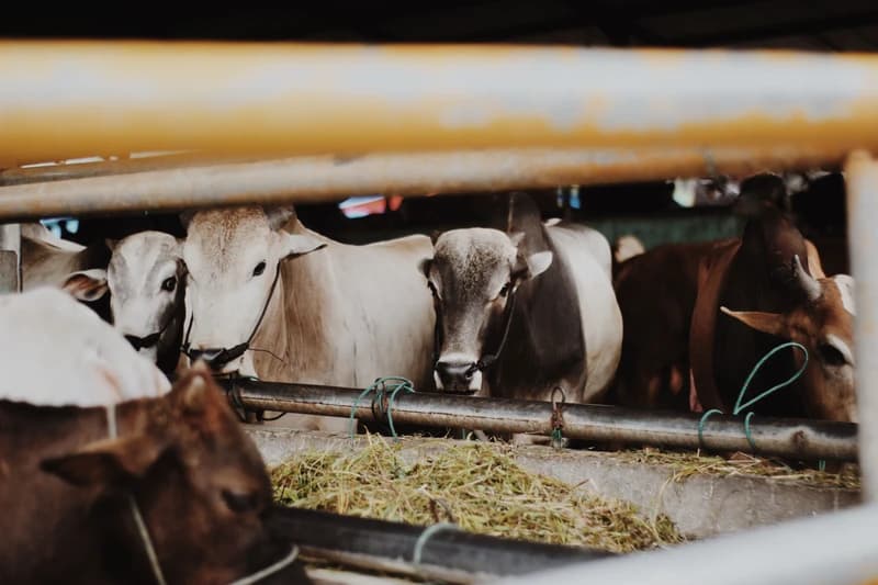 Feeding Programs
