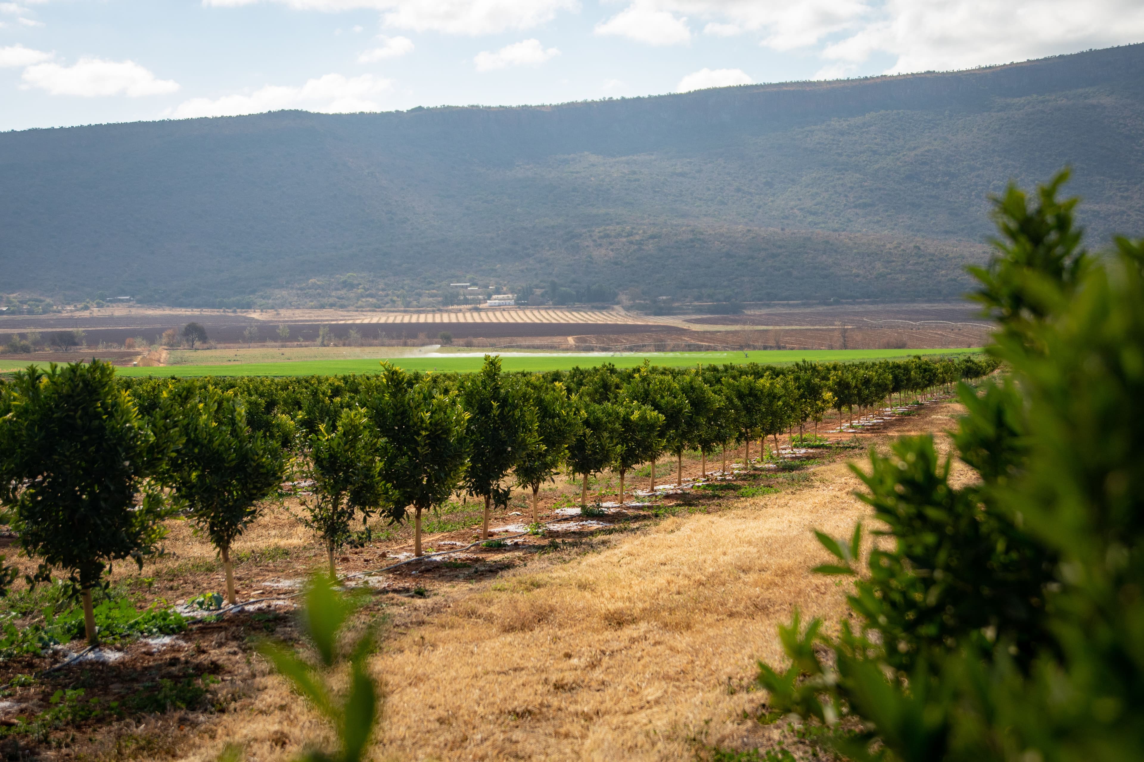 citrus spray program
