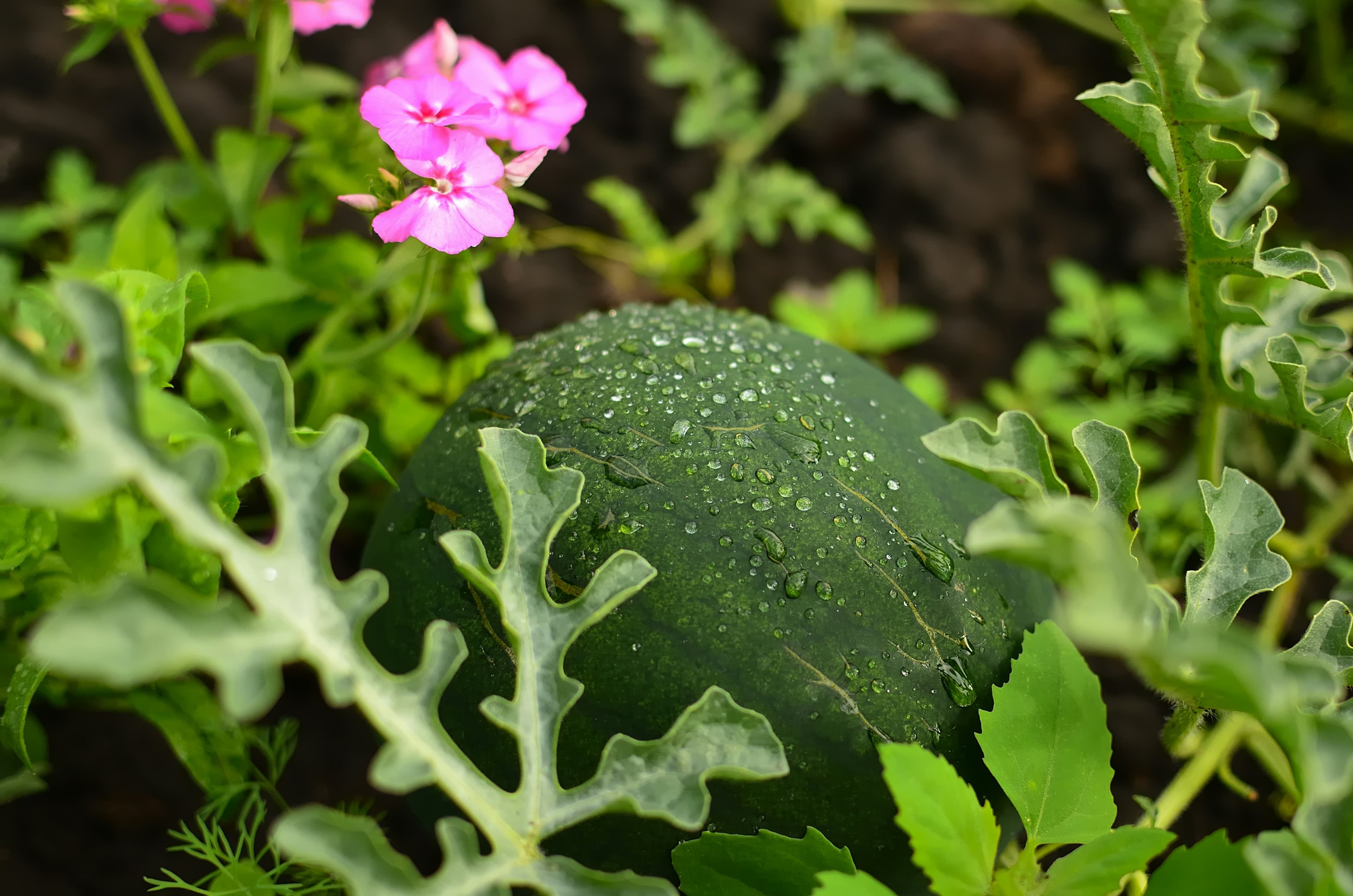 watermelon spray program