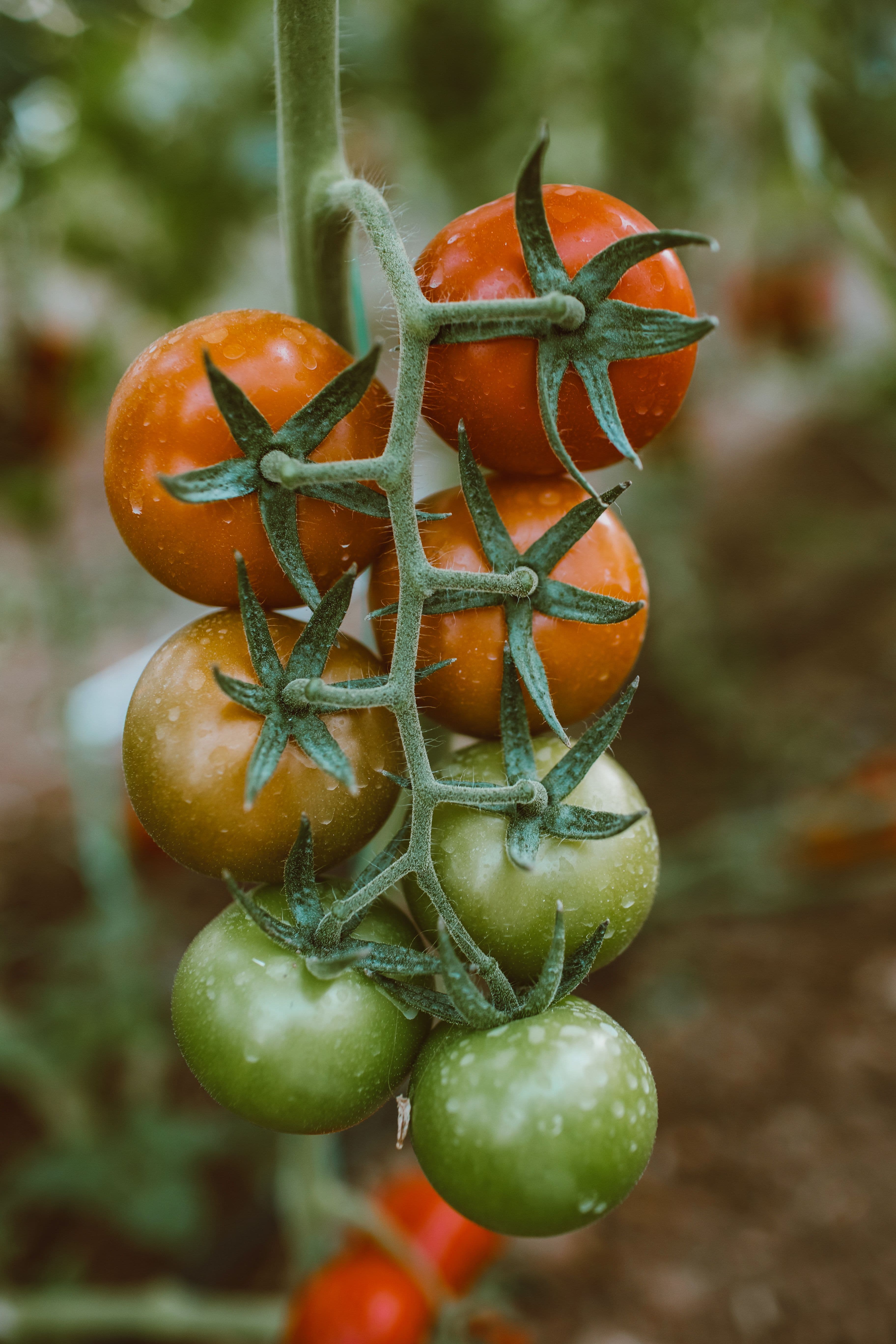 tomato spray program