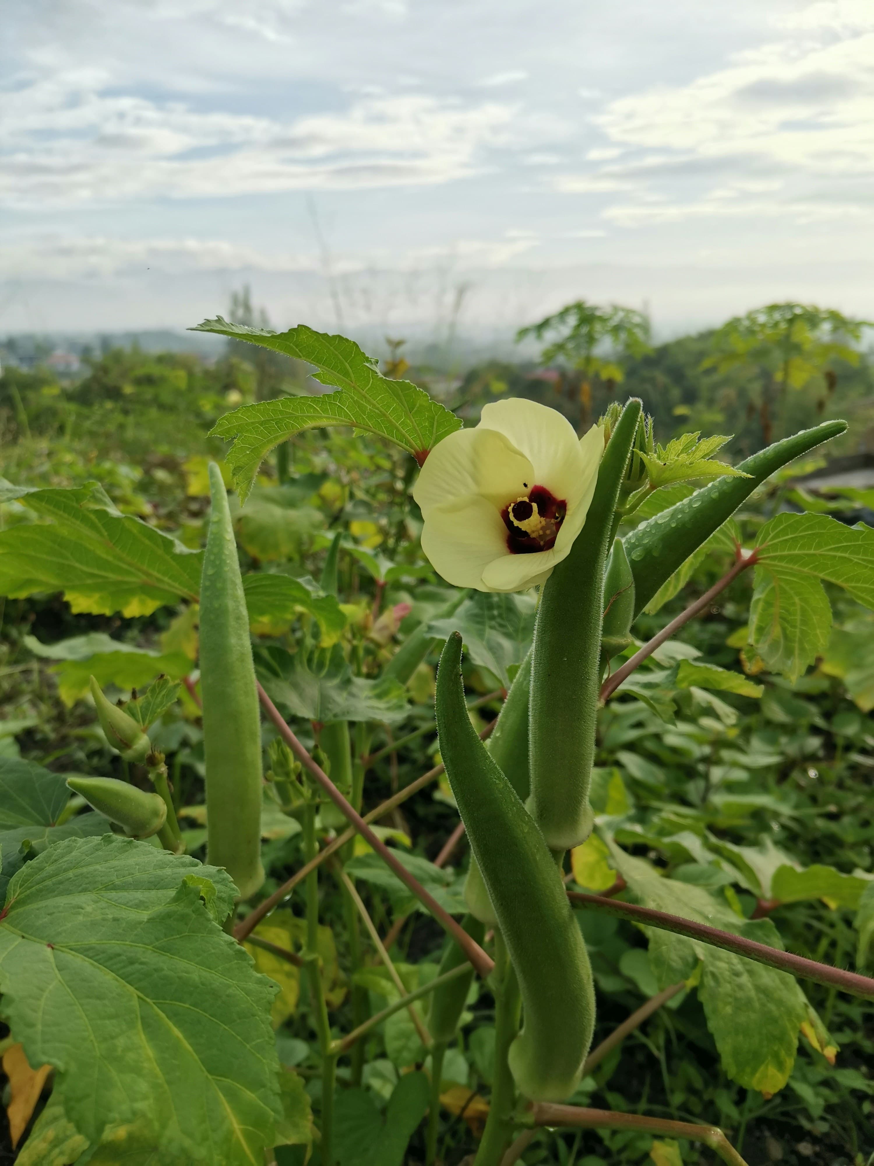 okra spray program
