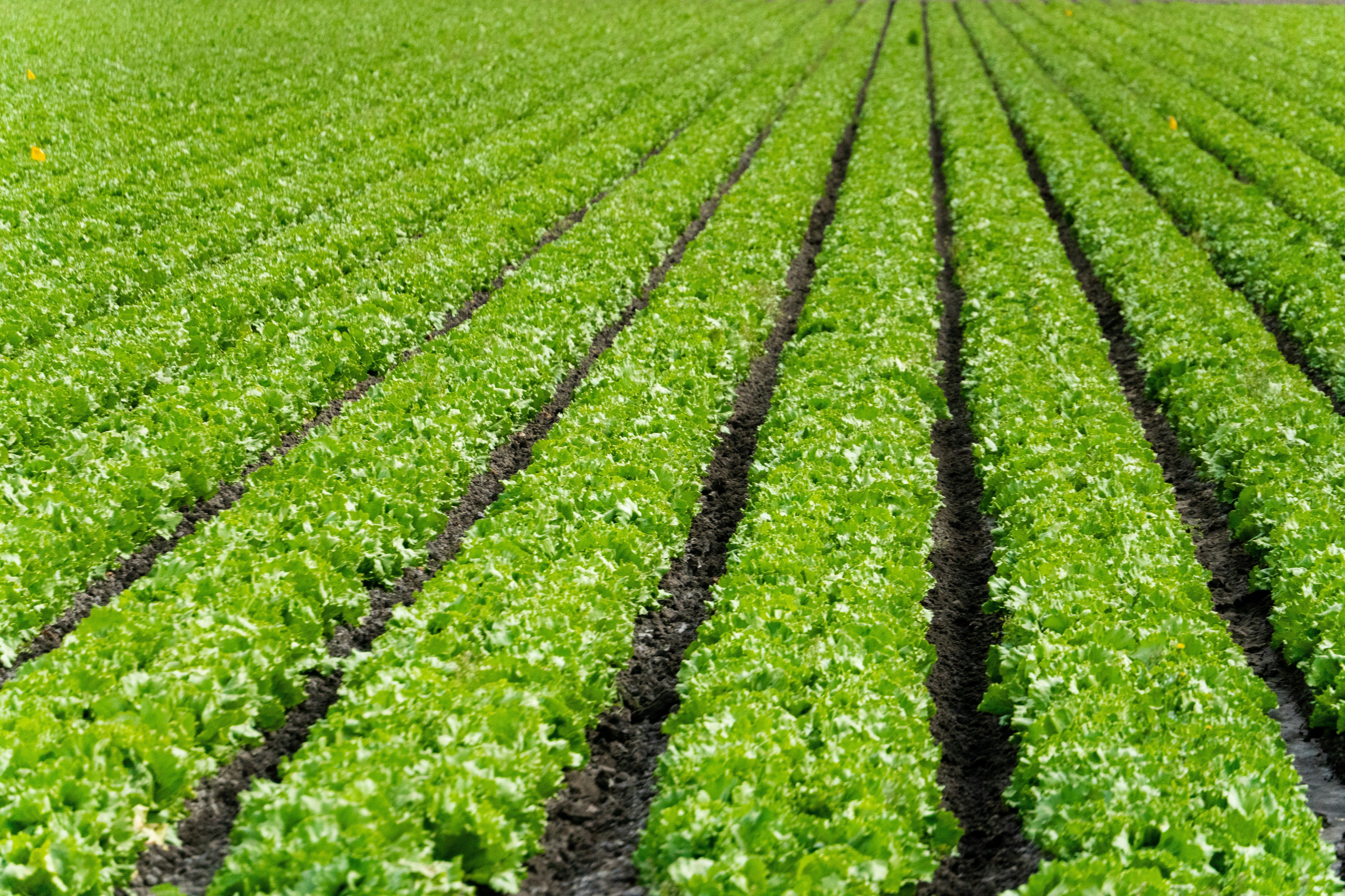 lettuce spray program