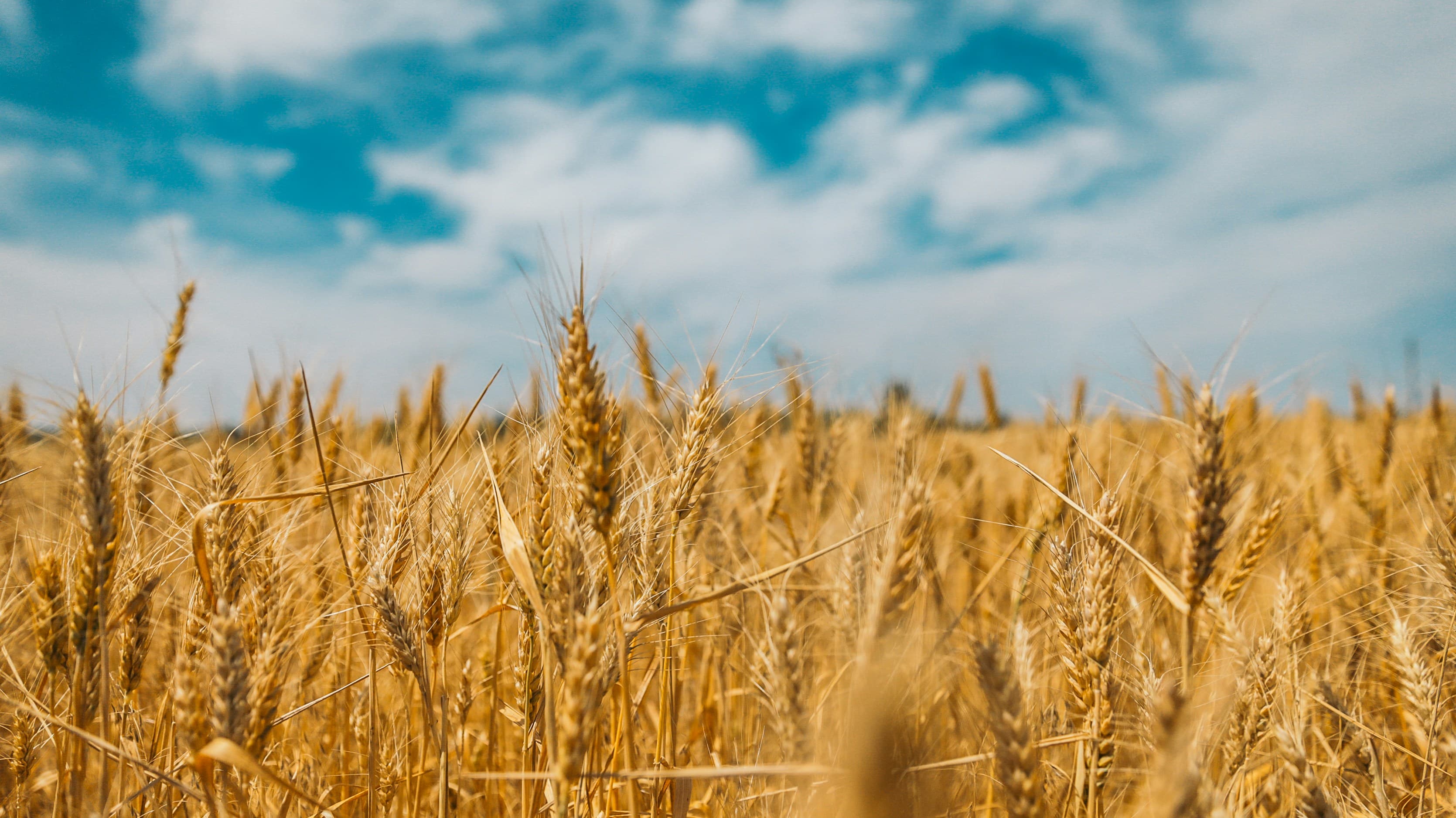 wheat spray program