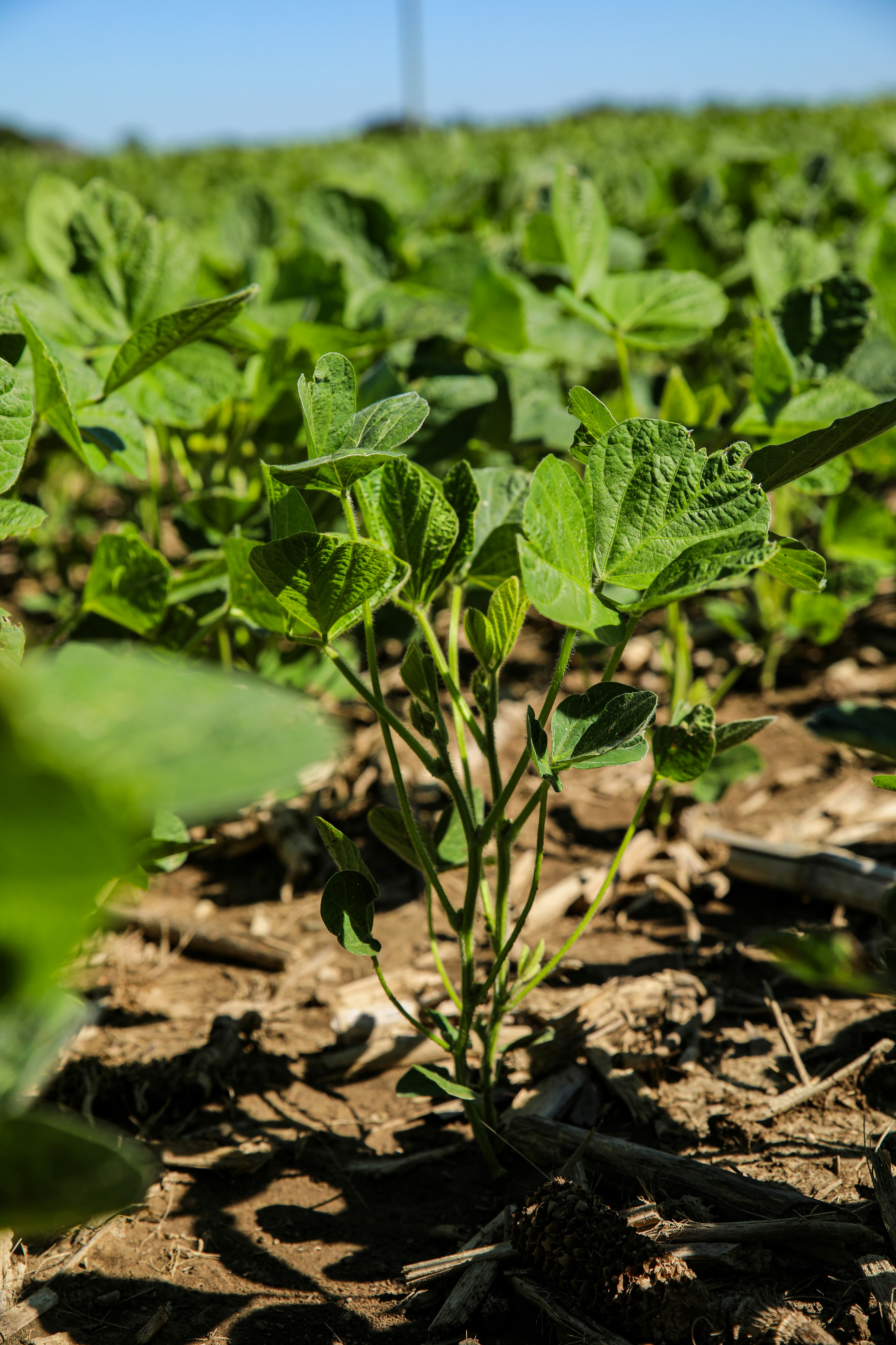 soybean spray program