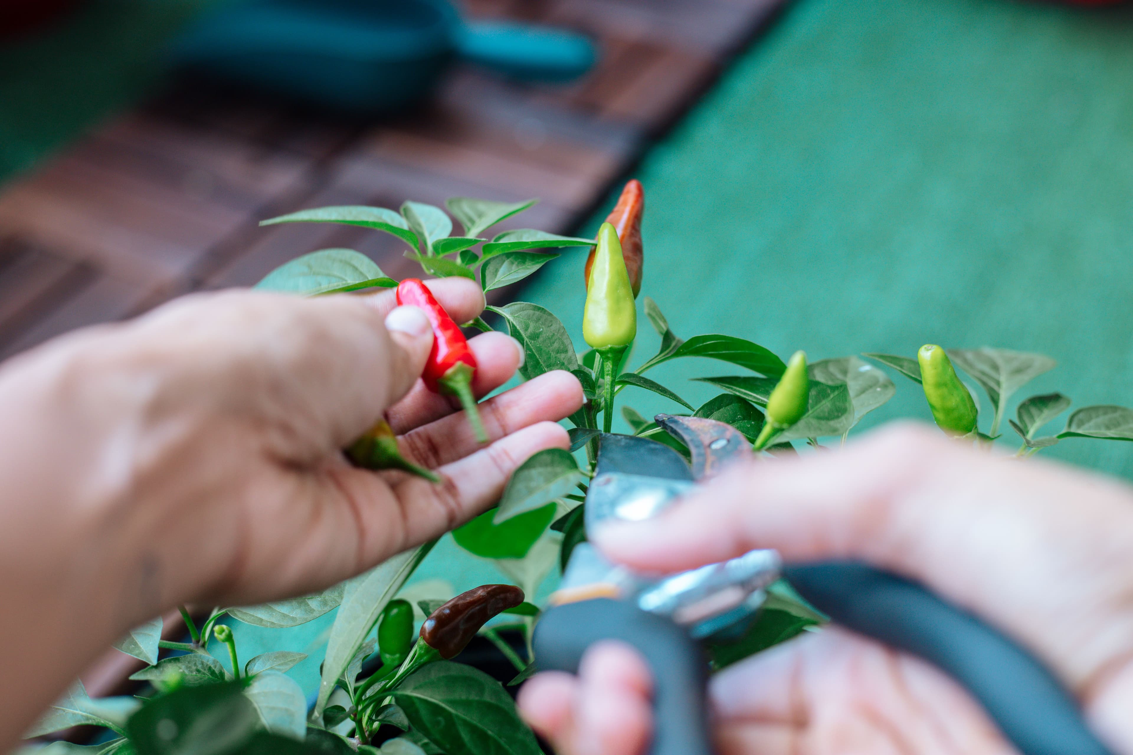 chillies spray program