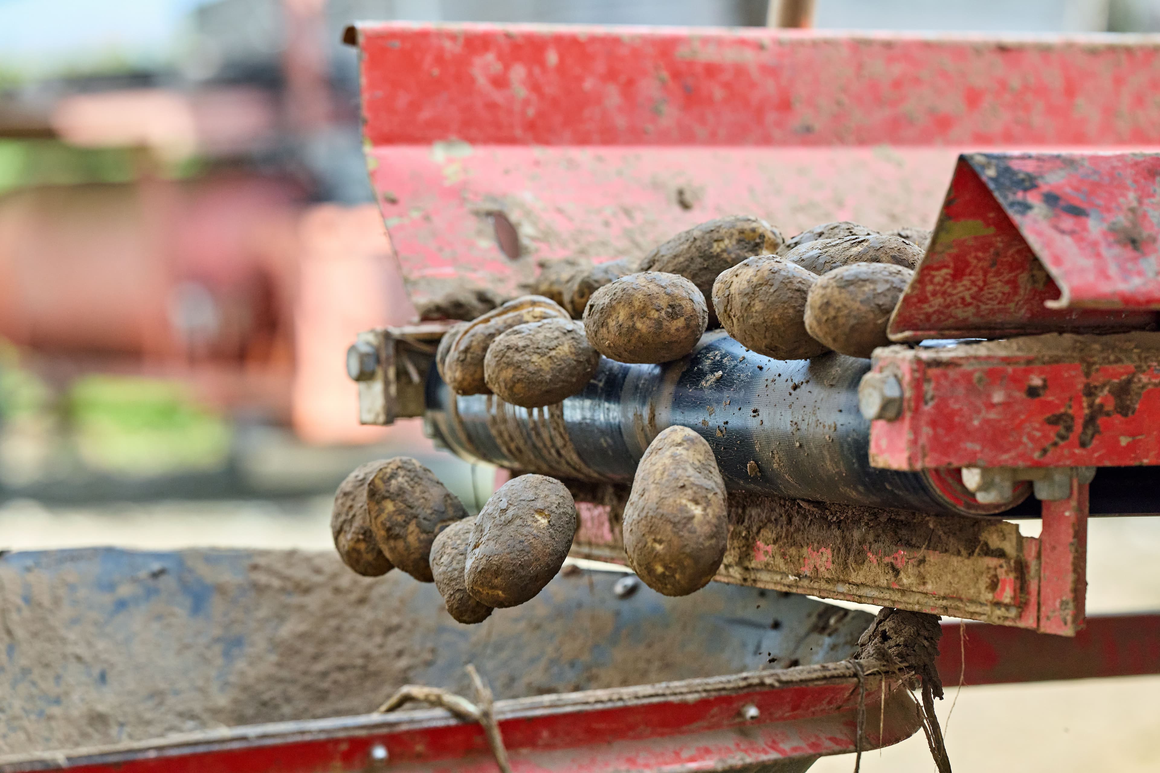 potato spray program