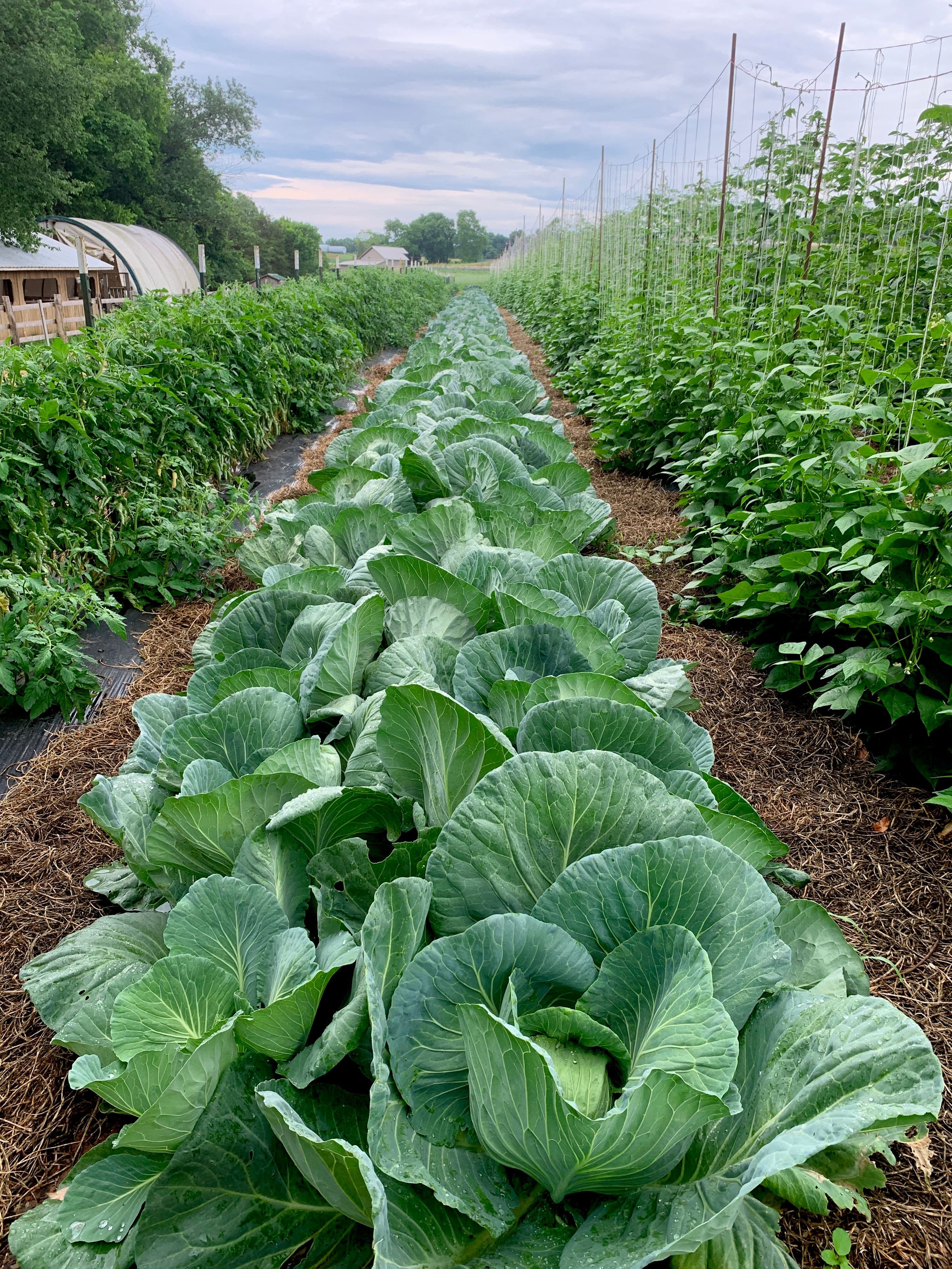 cabbage spray program