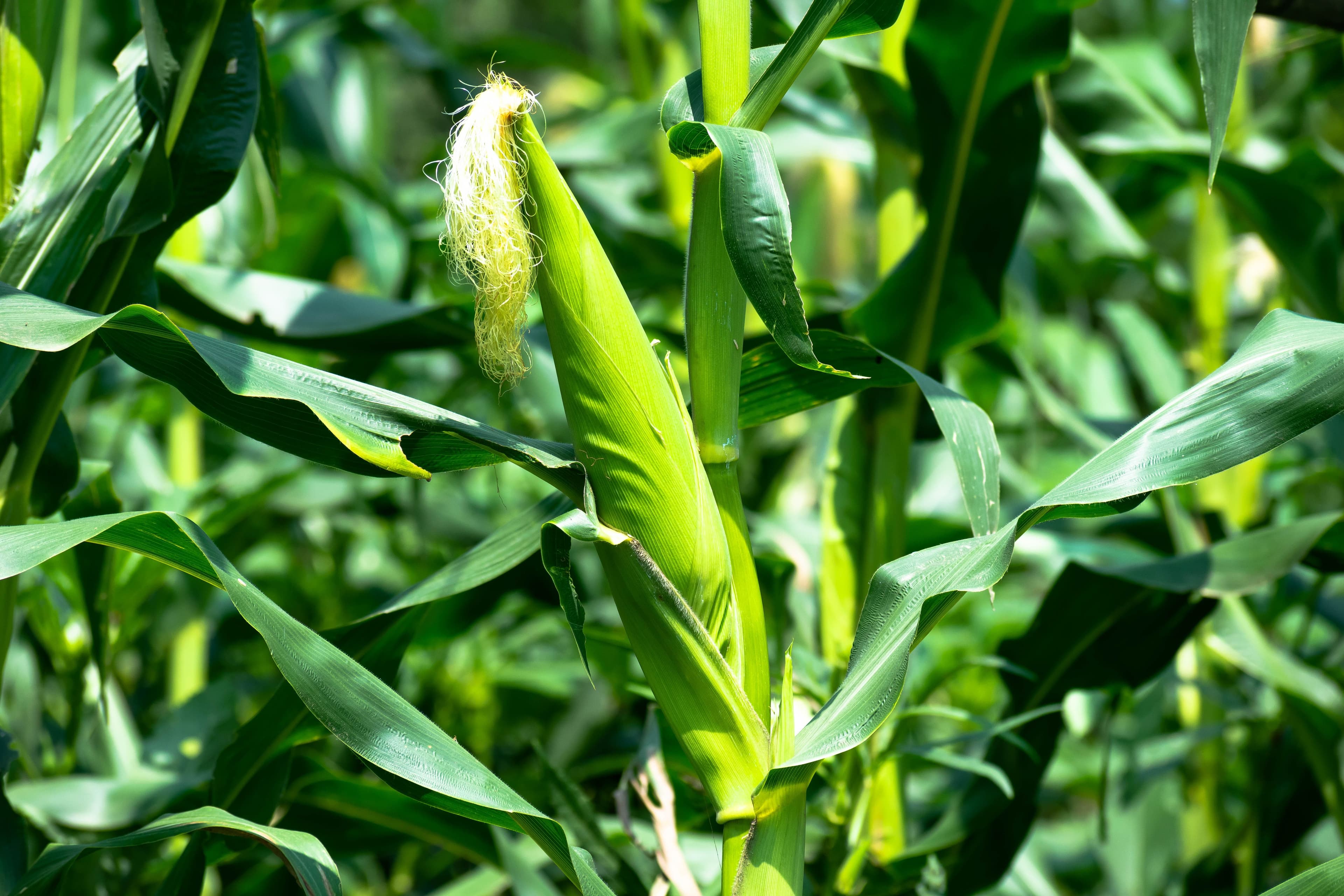 sweetcorn spray program
