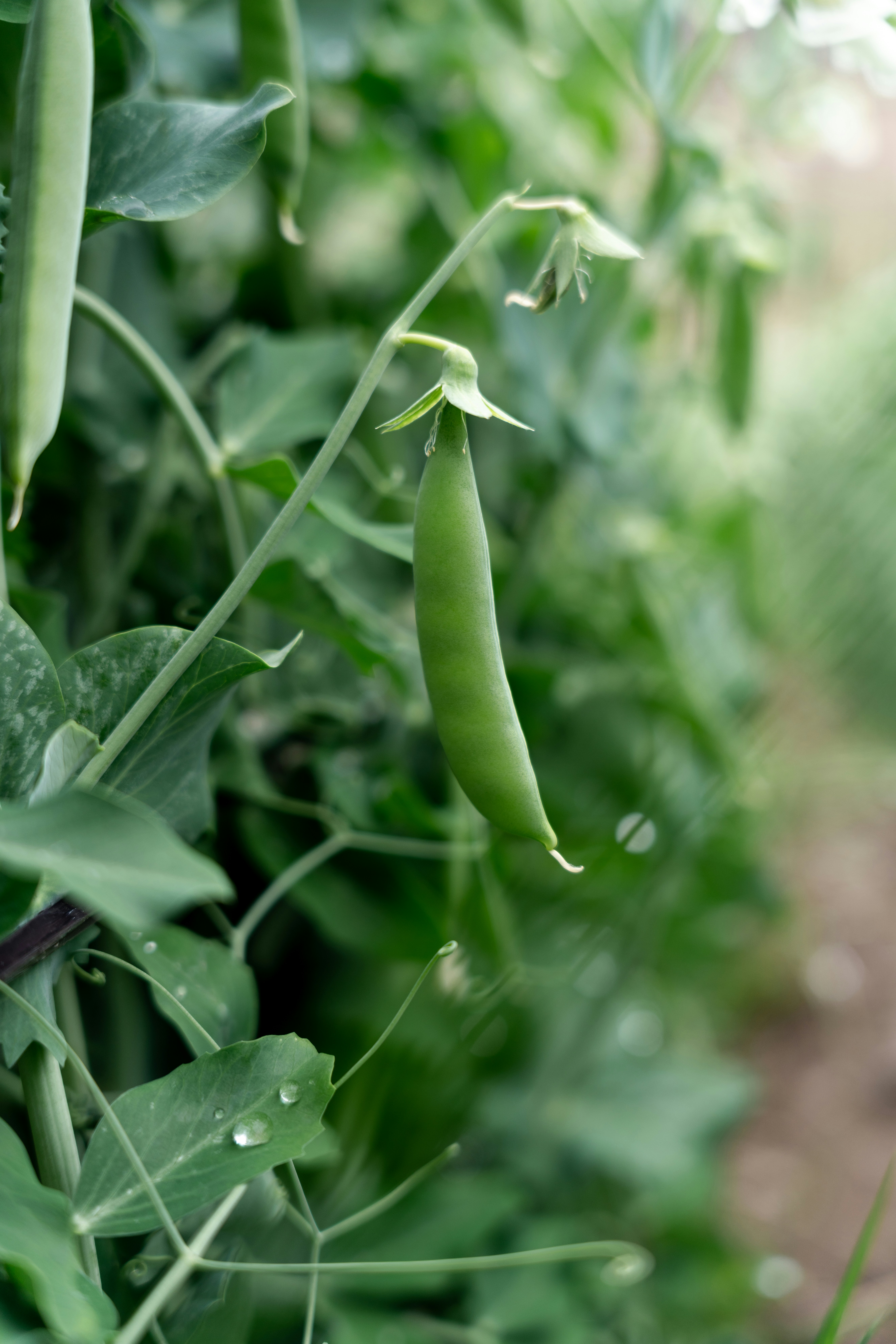peas spray program