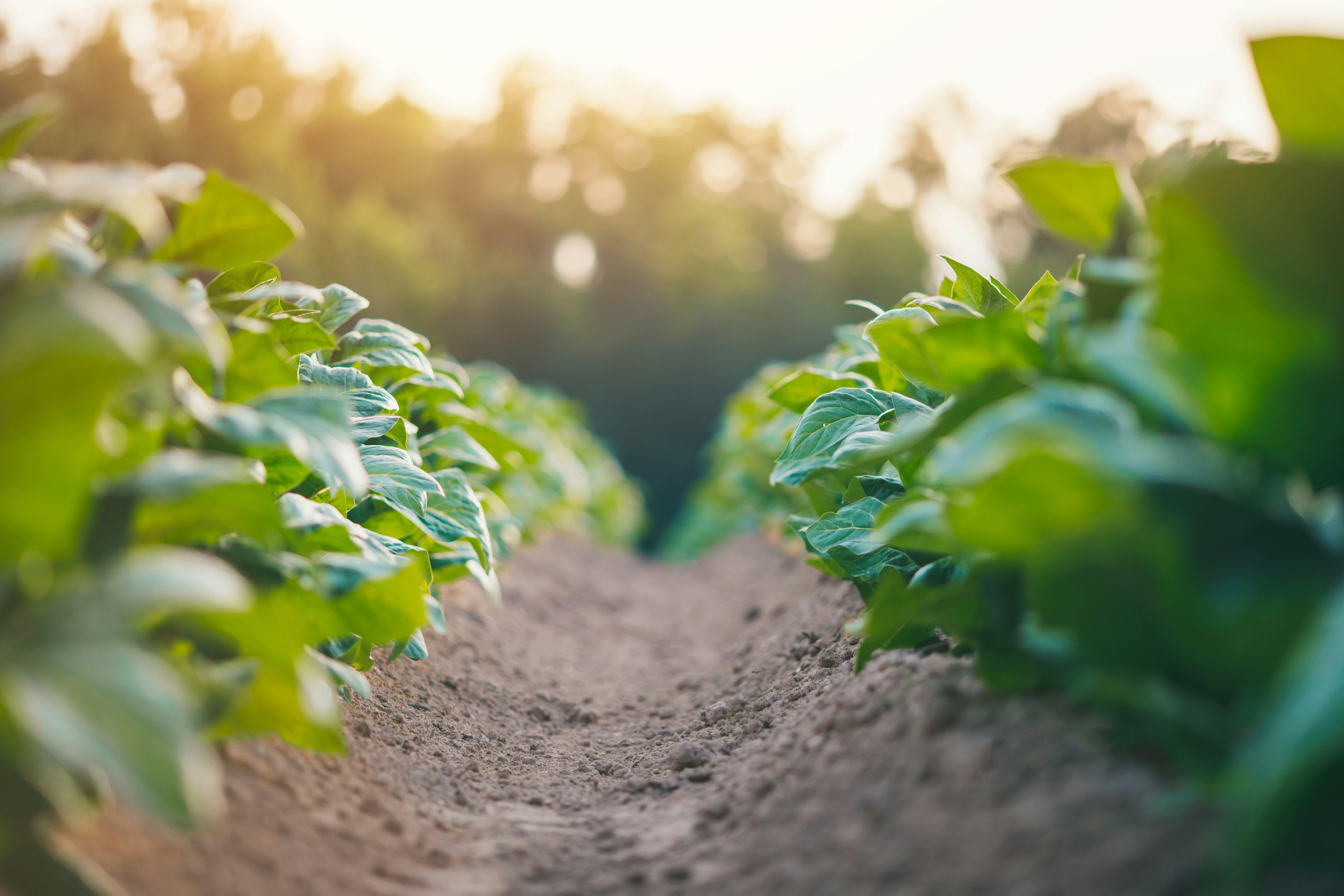 tobacco spray program