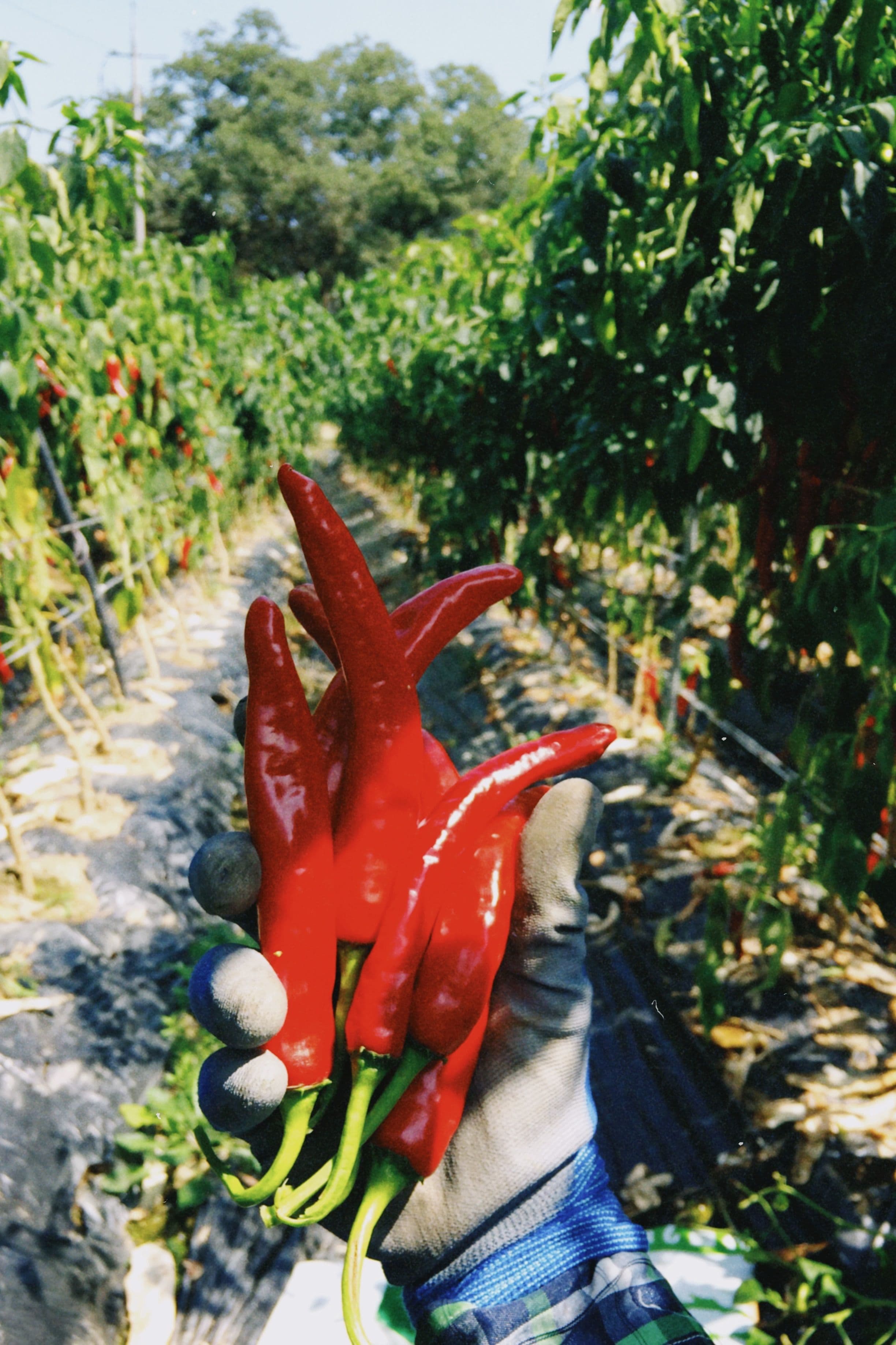 paprika spray program