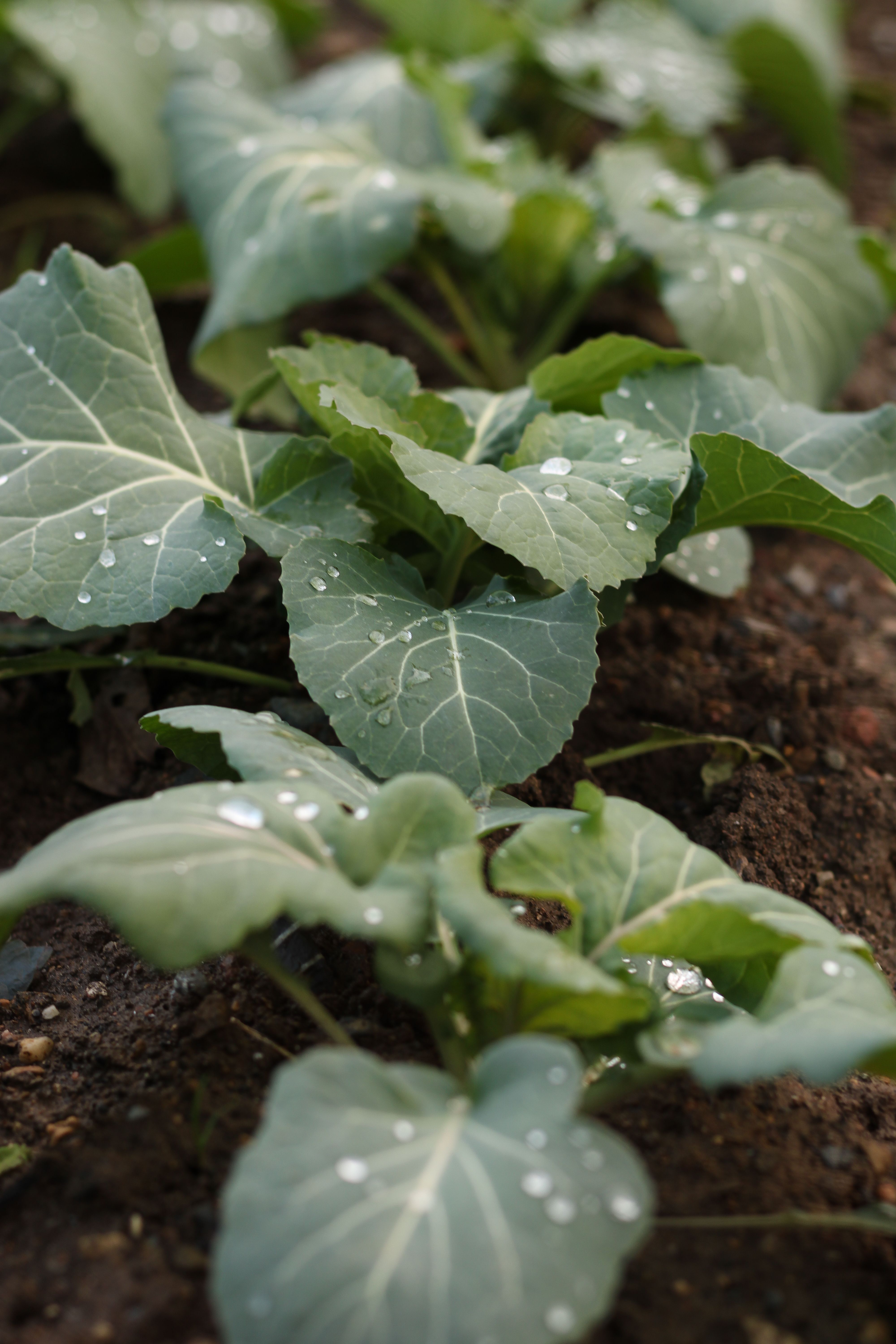 broccoli spray program