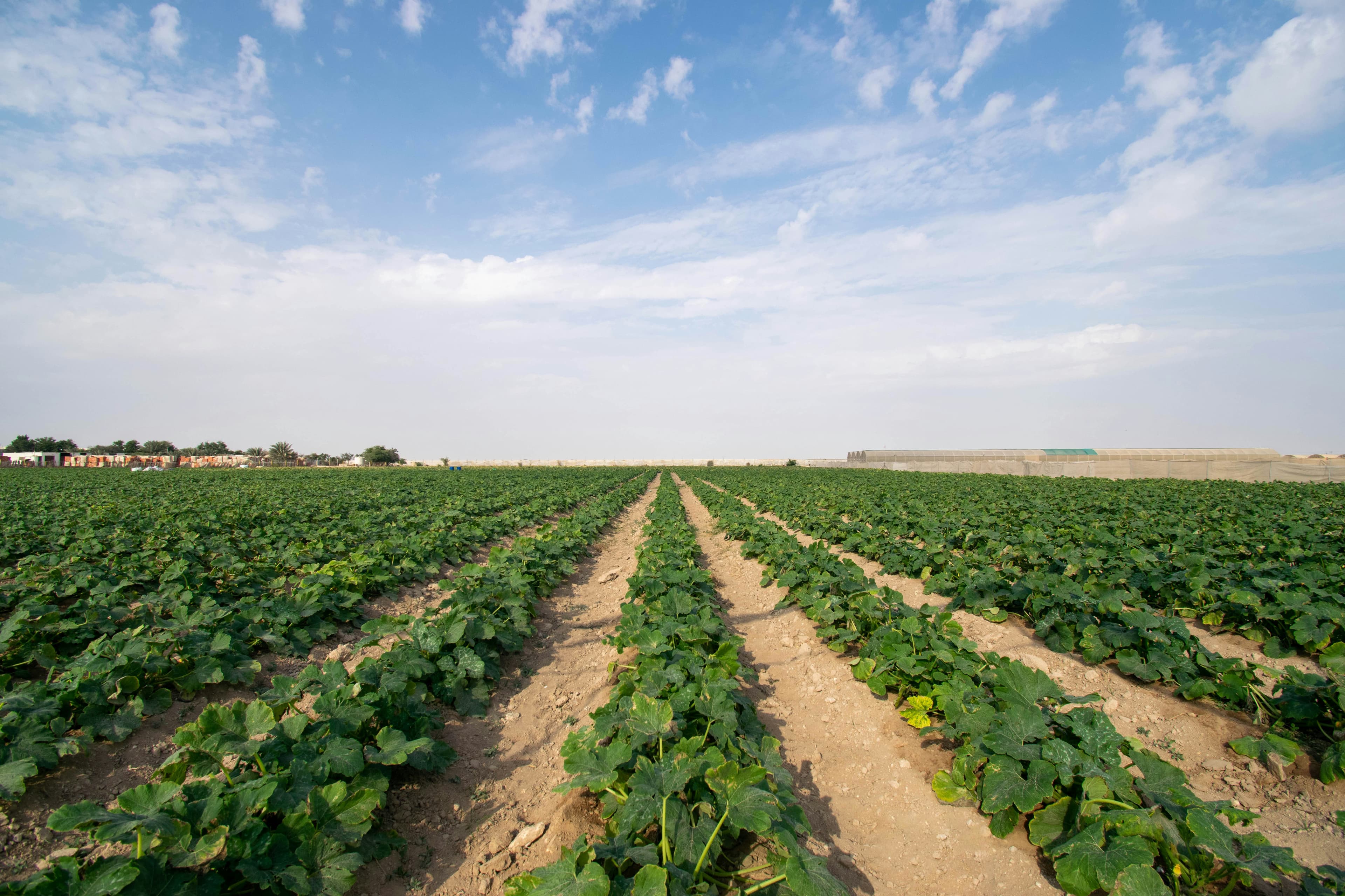 butternut spray program